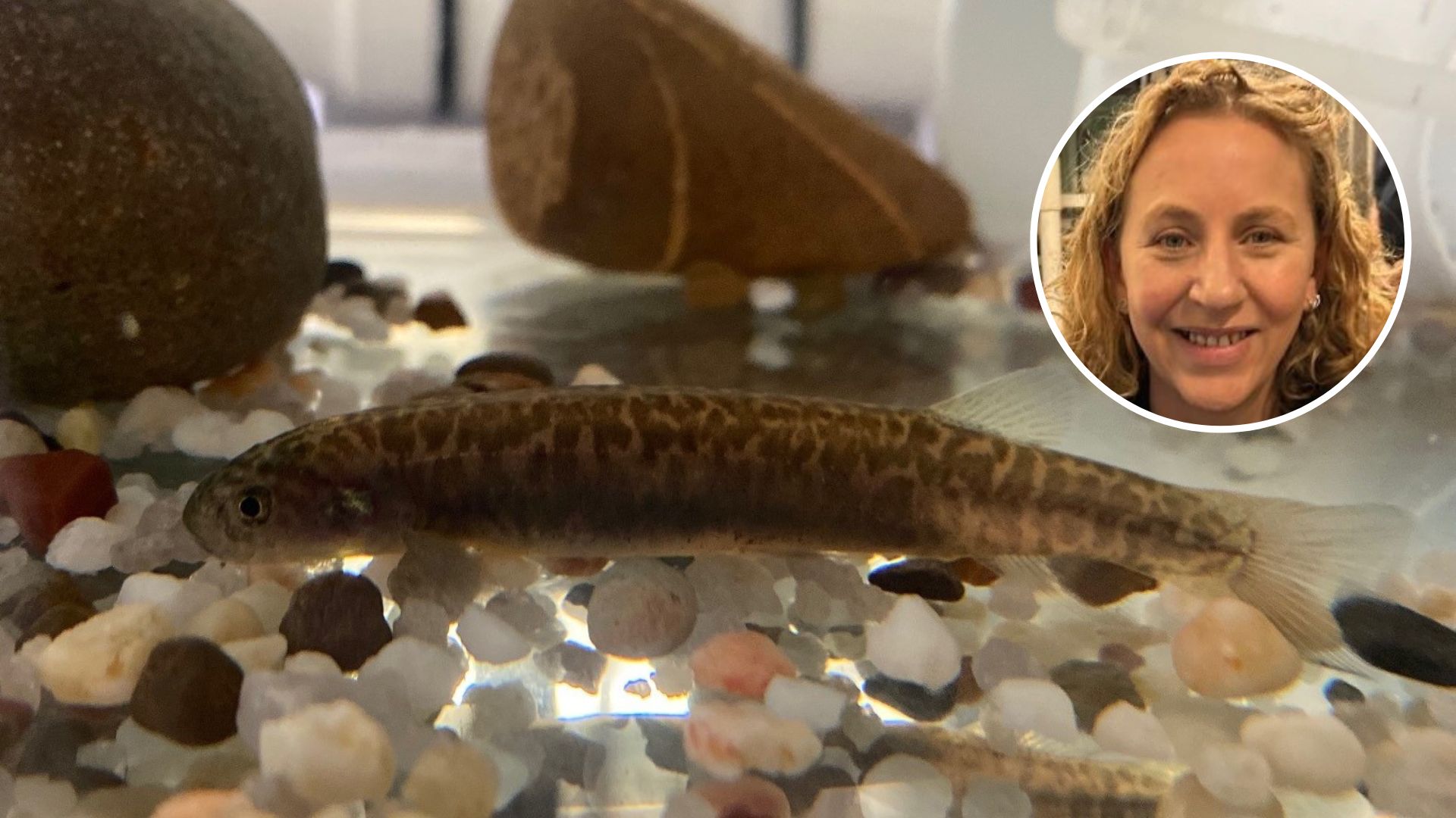 Scientists create perfect lab conditions to help save threatened fish species