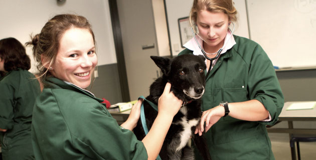 Veterinary