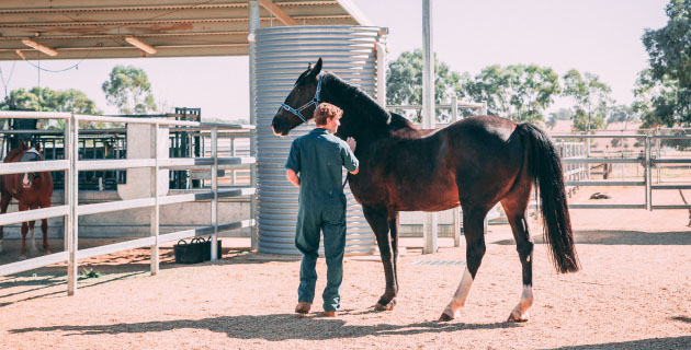 Equine science